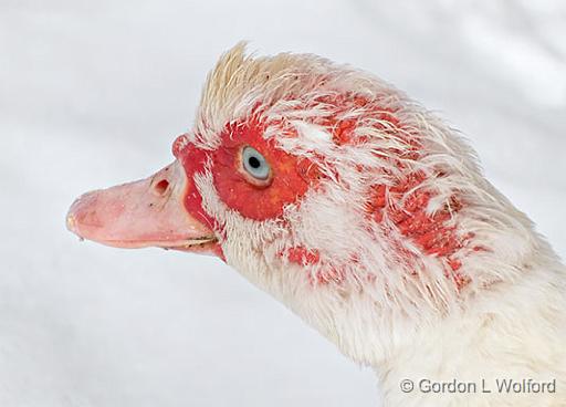 White Muscovy Duck Head_DSCF5910.jpg - Photographed near Perth, Ontario, Canada.